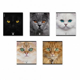 Тетрадь общая ученическая ErichKrause Cats, 96 листов, клетка, матовая ламинация_MIX-PACK